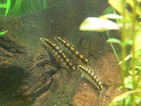 Mouse Loaches